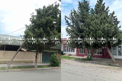 Xaçmaz: aşma ehtimalı olan ağaclar sakinləri narahat edir