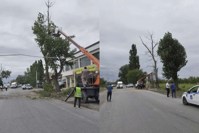 Quba-Xaçmaz yolunda aqrotexniki işlər aparılıb