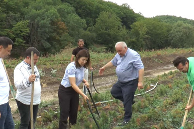 İsmayıllıda 100 min sidr ağacı əkilib