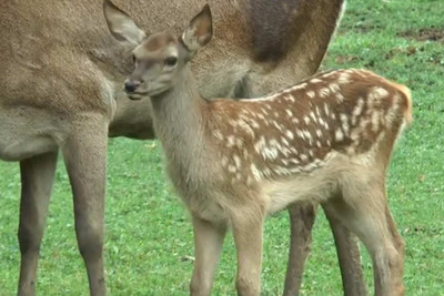 Şahdağ Milli Parkında maralların sayı artır