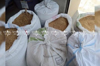 Xaçmazda arpa və buğda xeyli ucuzlaşıb