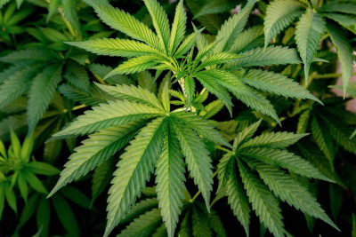 Xaşxaş-2023: İsmayıllıda 1753 ədəd çətənə kolu aşkarlanıb