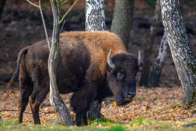Şahdağ 36 zubrun yolunu gözləyir