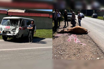 Qusar: inək təcili yardım avtomobilinə çarpılıb