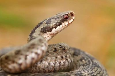 İsmayıllı sakinini ilan sancıb