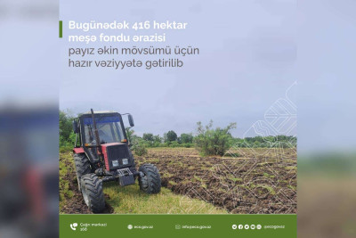 Şimal: meşələrdə ağaclar əkiləcək