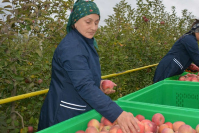 Qusarın alması Rusiya bazarlarına göndərilir