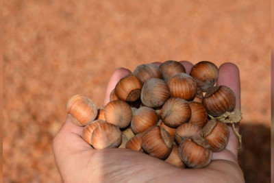 Xaçmazda bu il yığılan fındığın çəkisi açıqlanıb