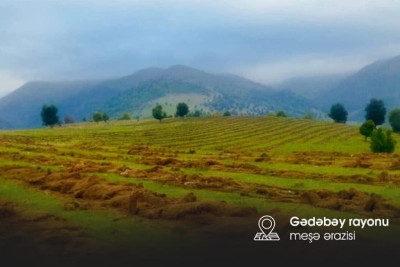 Şimal: gələn ay meşə-bərpa əkini başlayır