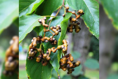Xaçmazda “konfet ağacı” bitir