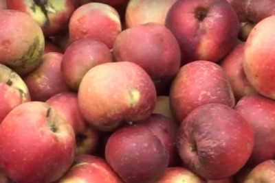 İsmayıllı: Qızıləhmədi alma bağlarında məhsul boldur