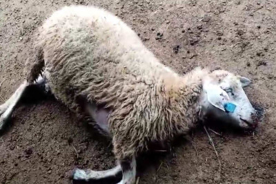 Xaçmaz sakininə verilən heyvanlar xəstə olub