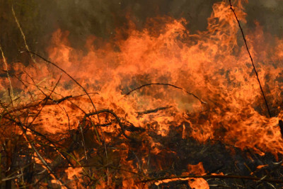 İsmayıllıda meşə yanğından xilas edilib