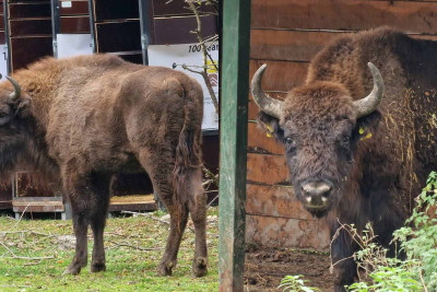 İsmayıllı: Almaniyadan daha 10 zubr gətirildi