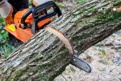 2 rayon və 1 şəhər ərazisində ağaclar qanunsuz kəsilib