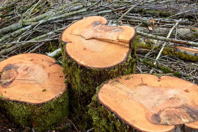 İsmayıllı: ağac kəsən şəxs cəzalandırılıb