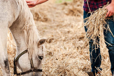 İsmayıllı: 60 yaşlı kişi atdan yıxılıb, güllə yarası alıb
