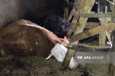 Qubada 3 baş inək müəmmalı şəkildə tələf olub