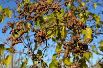 Xaçmazda “konfet ağacı”nın bəhəri yetişib - VİDEO