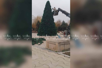 Xaçmazda yeni ilin rəmzi olan küknar ağacı bəzənir