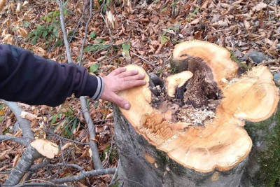 İsmayıllıda qanunsuz ağac kəsənlər aşkar ediliblər