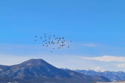 Xaçmaz: quşçuluq təsərrüfatlarında yoxlamalar keçirilib