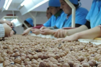 Xaçmaz: Fındığın qiyməti artıb