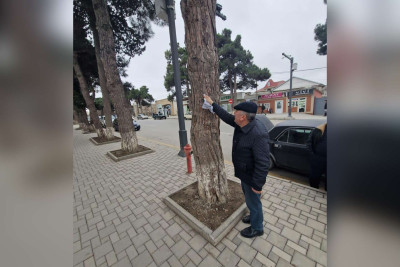 Xaçmaz: ağaclara mismarla elanlar vuranlara xəbərdarlıq edilir