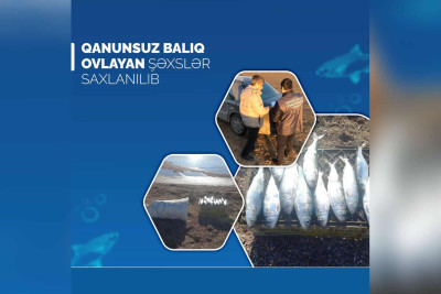 Xaçmaz: qanunsuz balıq ovlayan şəxs saxlanılıb