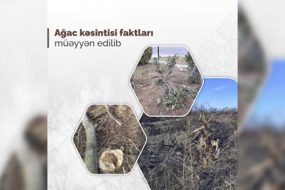 İsmayıllı: icarəyə verilmiş torpaqlarda yaşıllıqlar məhv edilir