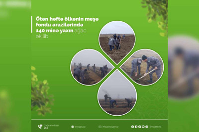 ETSN: Şimalda müxtəlifcinsli ağac tingləri əkilib