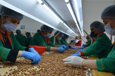 Fındıq Xaçmazdan Rusiya, Almaniya, İtaliya və başqa ölkələrə göndərilir