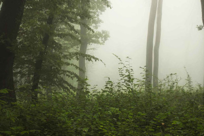 Hava proqnozu: bəzi rayonlarda duman müşahidə olunub
