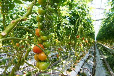 Xaçmaz: böyük şirkətdə kapital azalıb