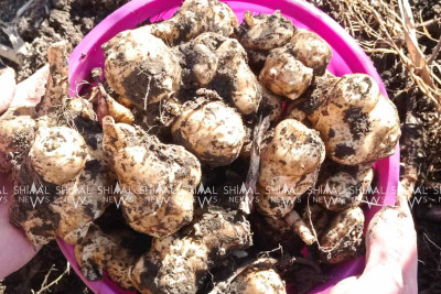 Şimal: yer alması artıq yetişib