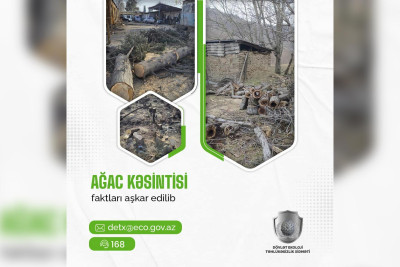 Quba: Amsar kəndində ağaclar qanunsuz kəsilib