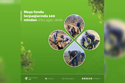 Şimal: Meşə fondu torpaqlarında minlərlə ağac əkilib