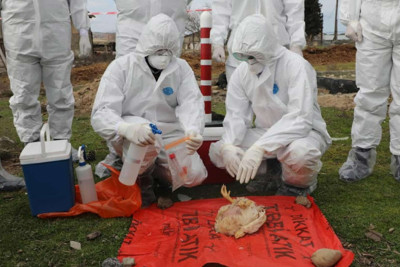 Xaçmaz: Quş qripinə qarşı monitorinq keçirilib