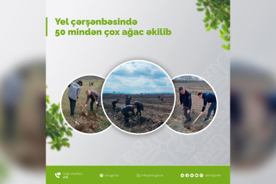Quba: Novruz bayramı ərəfəsində meşə fondu torpaqlarında ağaclar əkilib