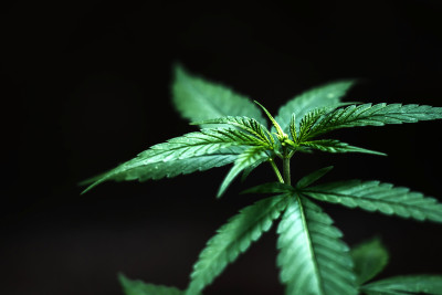 Xaçmaz: dəmiryol stansiyası ərazisində narkotacir saxlanılıb