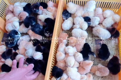 Quba: Yaz cücələri bazara çıxarılıb