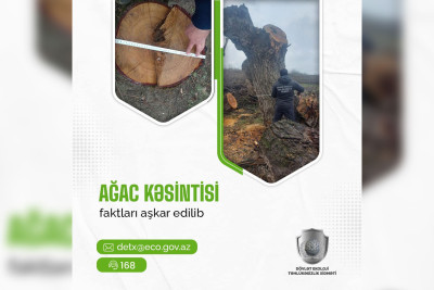 ETSN: Quba və Xaçmaz sakinləri qanunsuz ağac kəsiblər