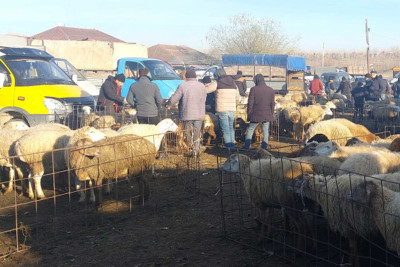 Xaçmazda heyvan satışı qaydaları pozulur
