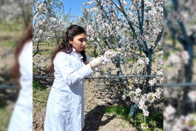 AQTA: İsmayıllının badam bağında monitorinqlər aparılıb
