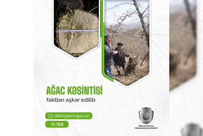 Qubada ağacları kəsən cəzalandırılıb