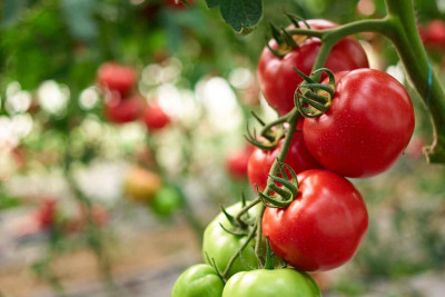 Xaçmaz-Quba: Pomidor sahələri sığortalanır