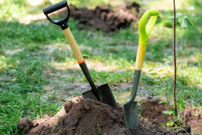 Xaçmazda son 4 ildə 16 min şam ağacı əkilib – səbəbi bəlli olub