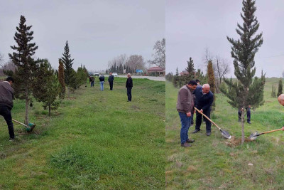 Xaçmaz ərazisində müxtəlif cinsli ağaclar əkilib