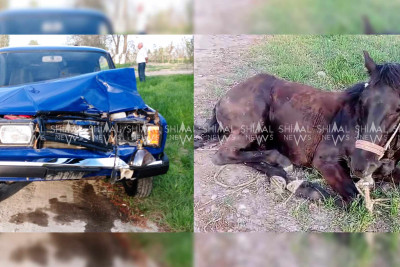 Quba–Xaçmaz yolu: avtomobil atı vurub