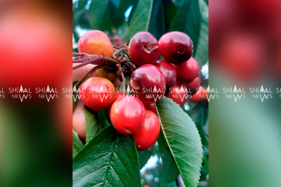 Şimal: Gilasın məhsuldarlığı bu il 3 dəfə azalıb